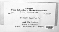 Image of Deconica inquilina